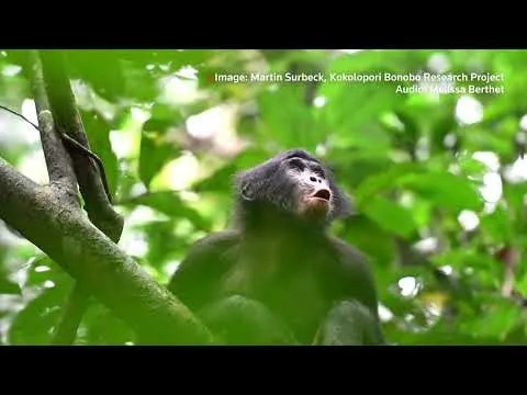 Primate Calls May Use Nested (‘Supra‑Regular’) Grammar Once Thought Uniquely Human