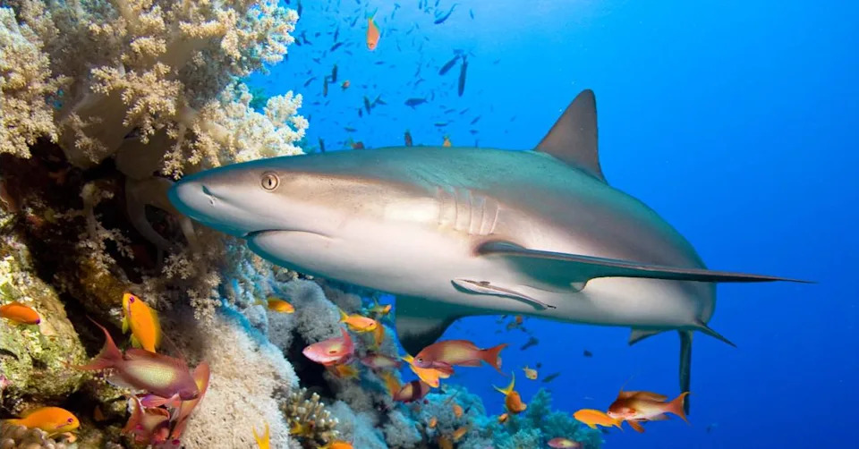 Sharks Can Hear Low Sounds From 243 Feet Away — And They Often Flee