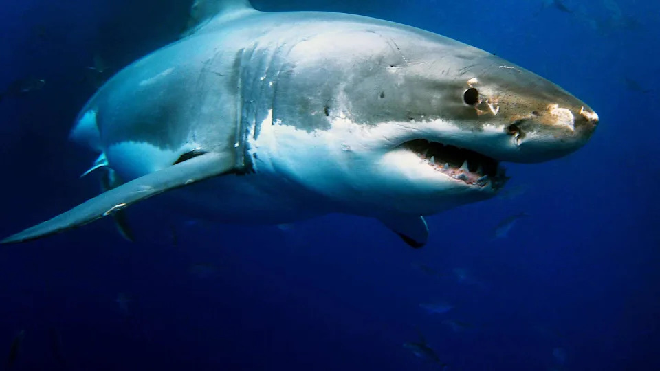 Sharks Can Hear Low Sounds From 243 Feet Away — And They Often Flee