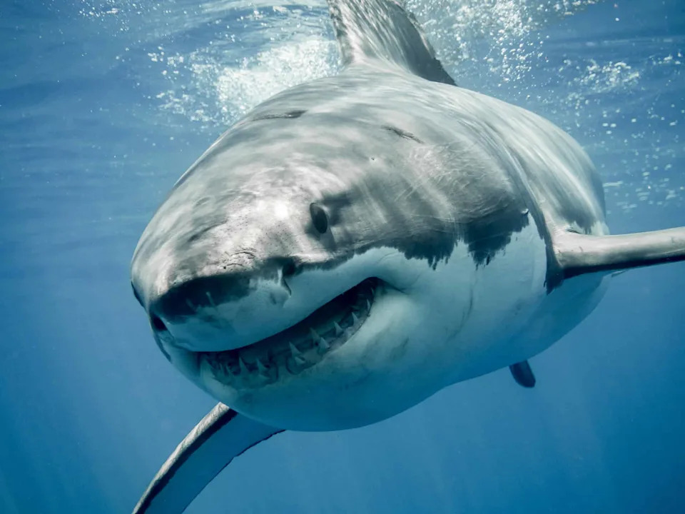 Sharks Can Hear Low Sounds From 243 Feet Away — And They Often Flee