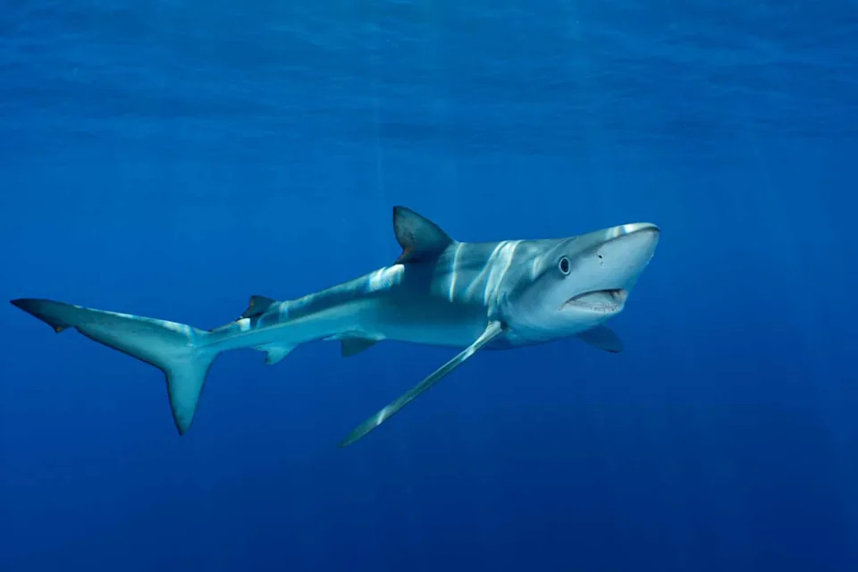 Sharks Can Hear Low Sounds From 243 Feet Away — And They Often Flee
