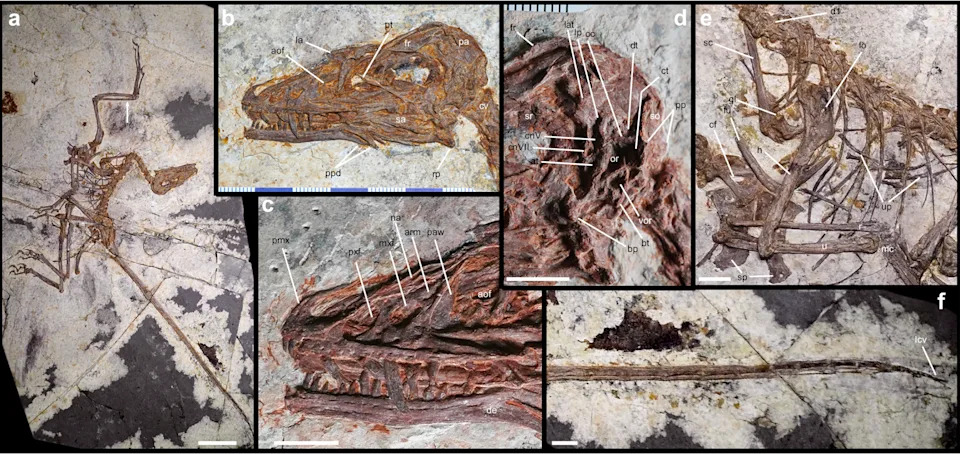 Four-Winged Dinosaur Norellraptor barsboldi Adds Strong Evidence That Flight Evolved Independently