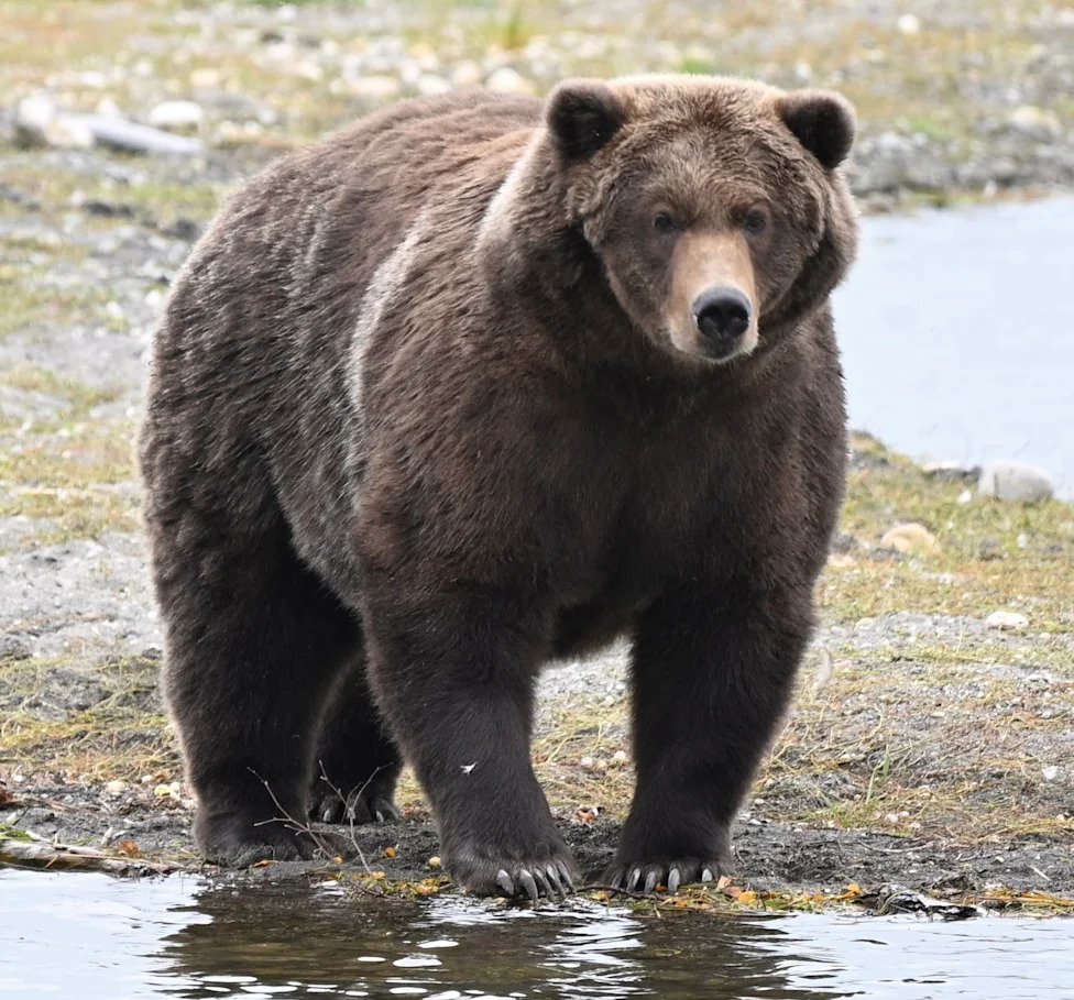 Final Fat Bear Face-Off: Bear 910 vs. Backpack in Katmai's Fat Bear Week