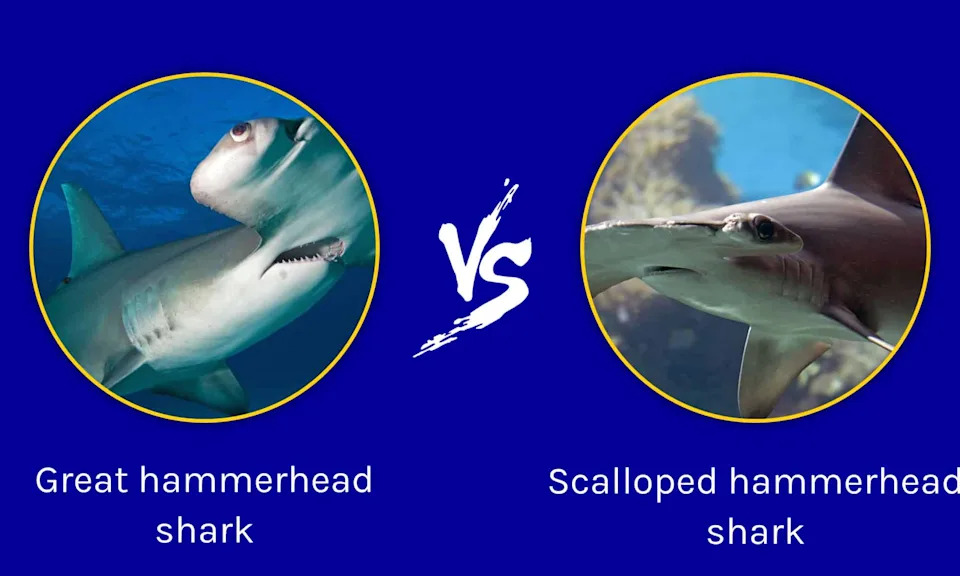 Biscayne Bay Identified As First East Coast Nursery For Critically Endangered Great Hammerheads — A Shallow 'Super Nursery' Beside Miami