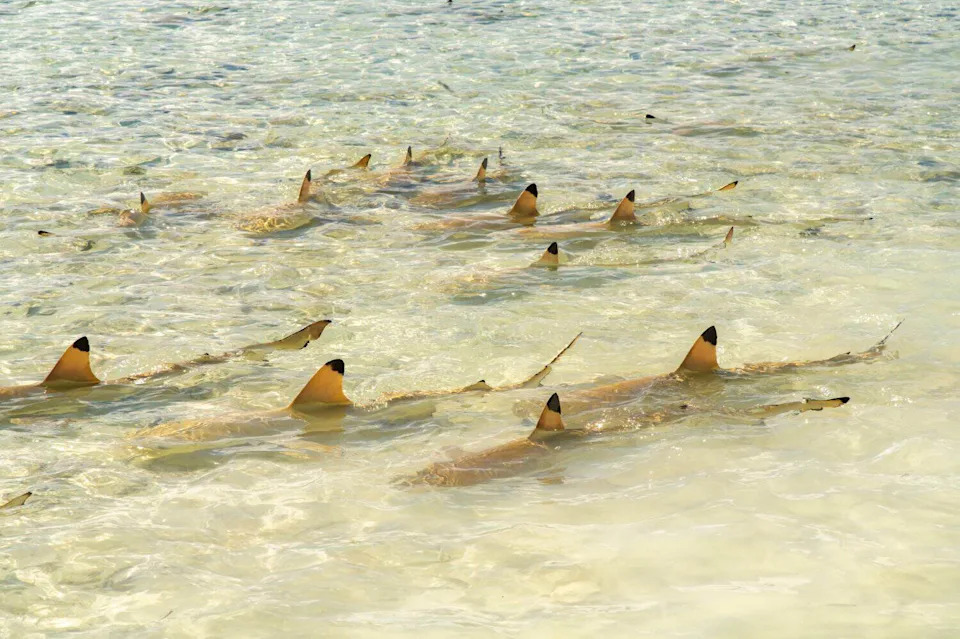 Biscayne Bay Identified As First East Coast Nursery For Critically Endangered Great Hammerheads — A Shallow 'Super Nursery' Beside Miami