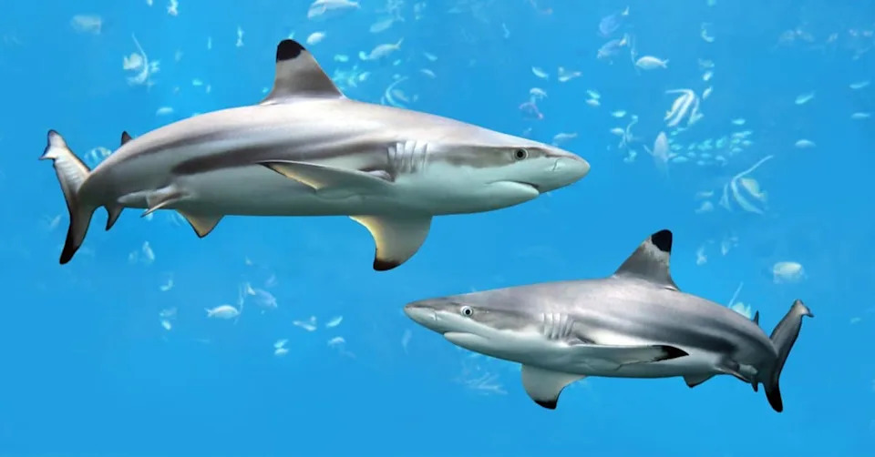 Biscayne Bay Identified As First East Coast Nursery For Critically Endangered Great Hammerheads — A Shallow 'Super Nursery' Beside Miami