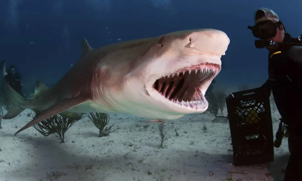Biscayne Bay Identified As First East Coast Nursery For Critically Endangered Great Hammerheads — A Shallow 'Super Nursery' Beside Miami