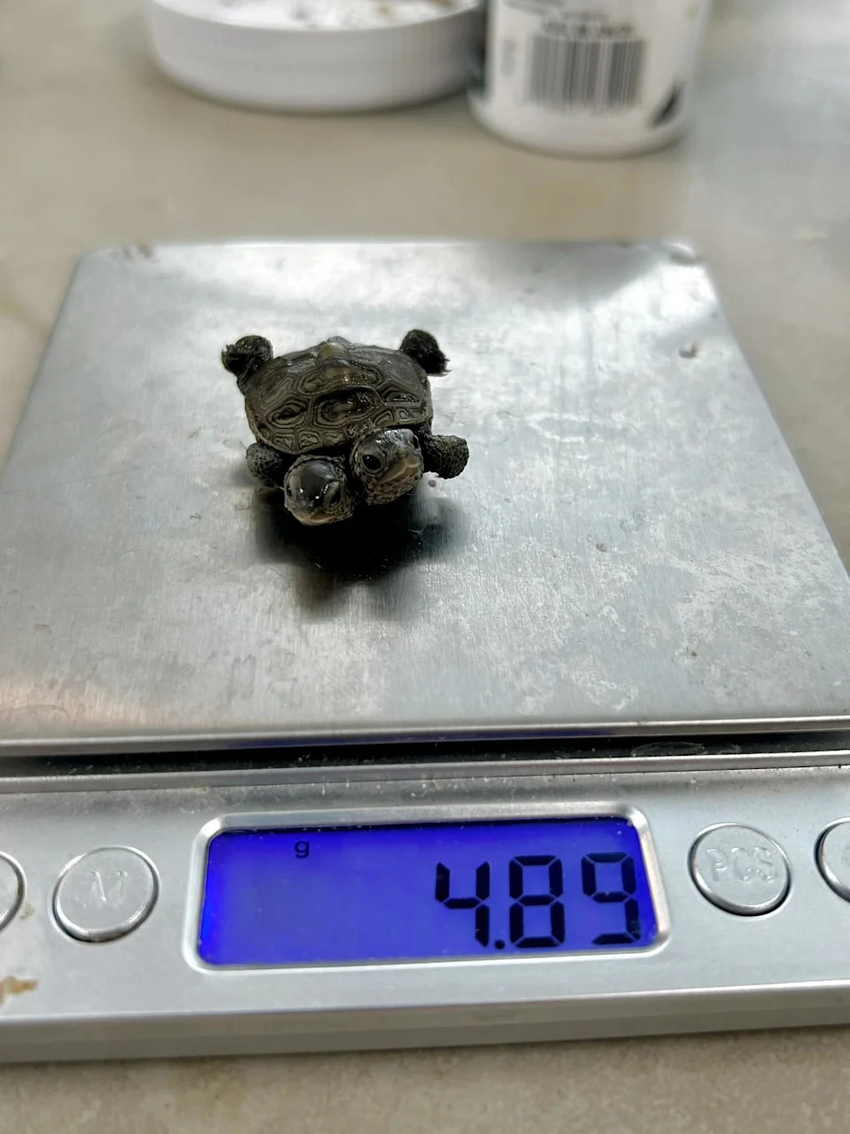 Rare Two‑Headed Diamondback Terrapin Hatchling Discovered on Cape Cod