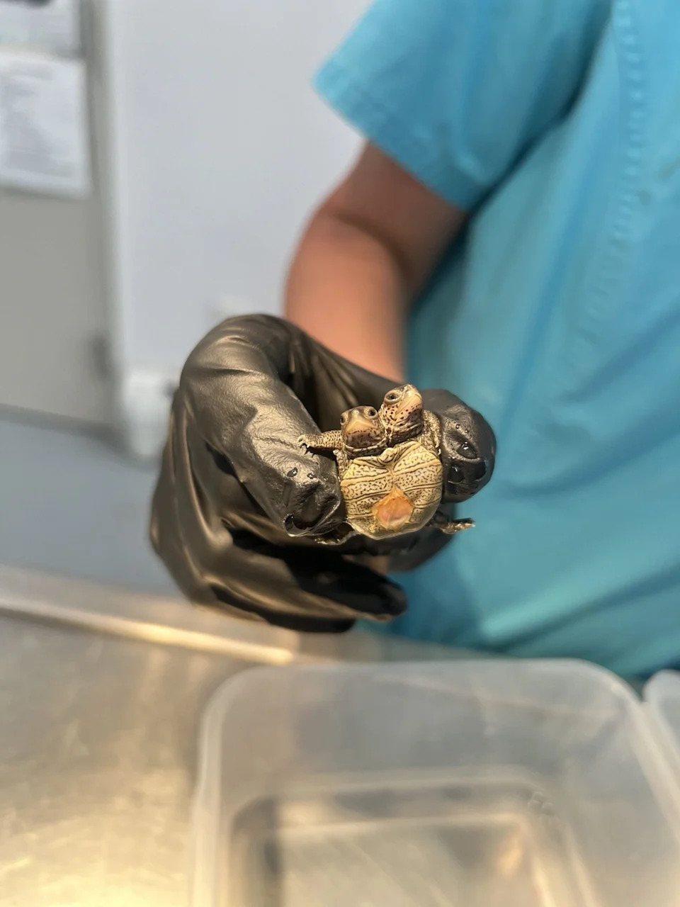 Rare Two‑Headed Diamondback Terrapin Hatchling Discovered on Cape Cod