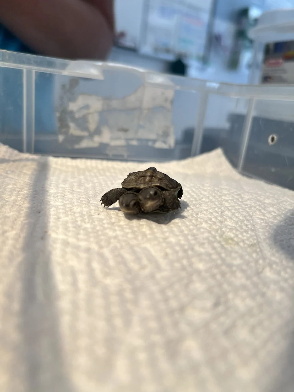 Rare Two‑Headed Diamondback Terrapin Hatchling Discovered on Cape Cod