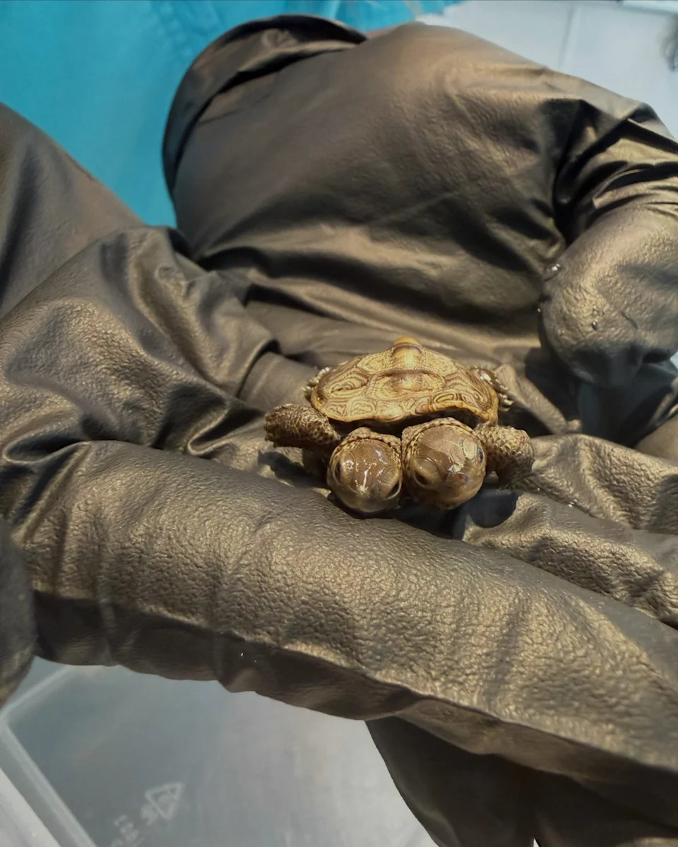 Rare Two‑Headed Diamondback Terrapin Hatchling Discovered on Cape Cod