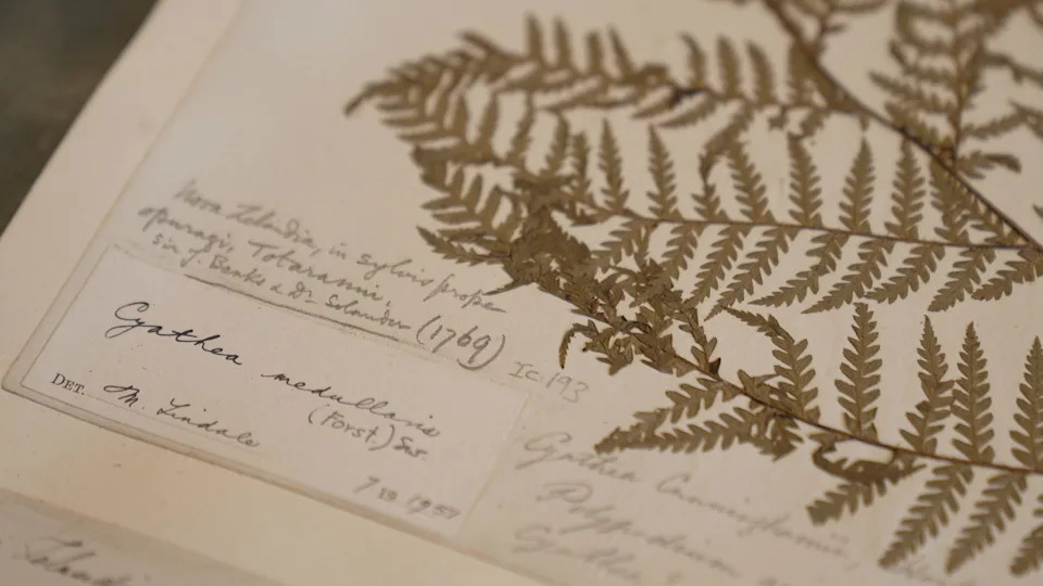 How AI and Robotics Are Building the UK’s Digital 'Super‑Museum' of 70 Million Specimens