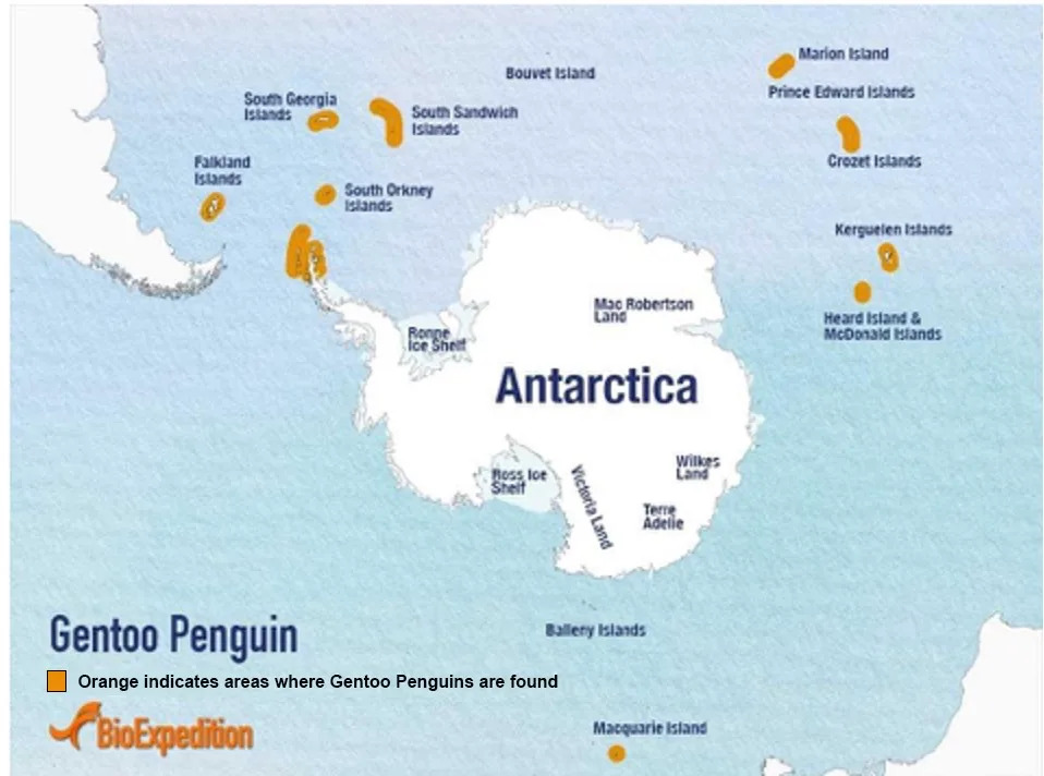 Scientists Identify a New Gentoo Penguin Species — Pygoscelis kerguelensis