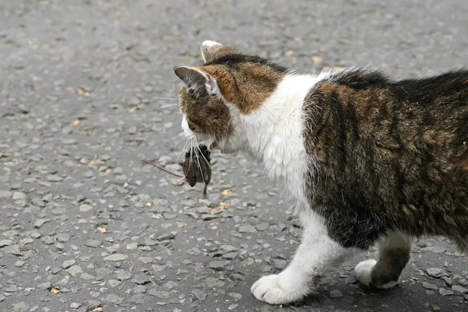 Countries With More Indoor Cats Tend To Be Happier — But A Parasite Complicates The Story