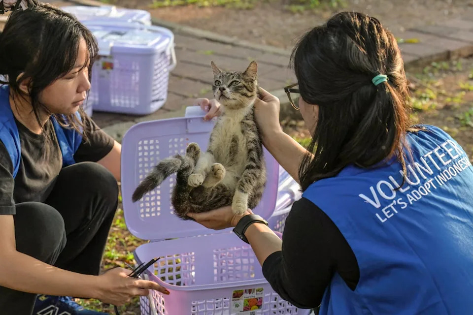 Countries With More Indoor Cats Tend To Be Happier — But A Parasite Complicates The Story