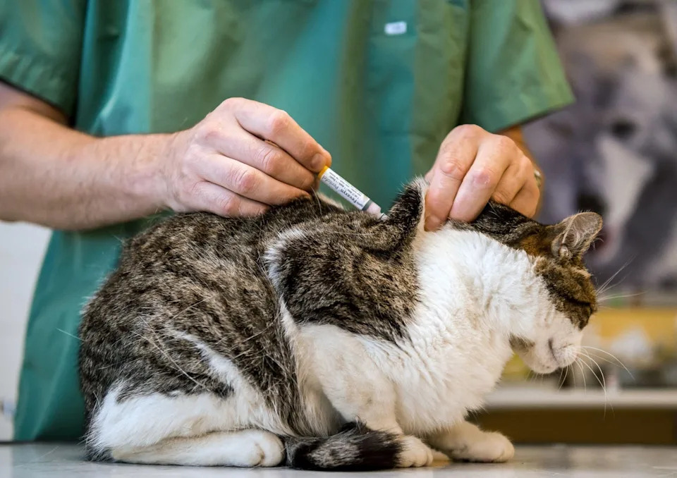 Countries With More Indoor Cats Tend To Be Happier — But A Parasite Complicates The Story