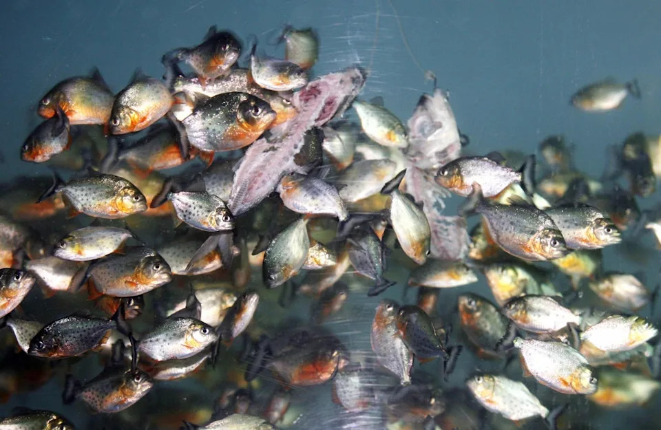 Piranha-Like Fish Reported at Klau Dam Sparks Safety Warnings and Ecological Concern