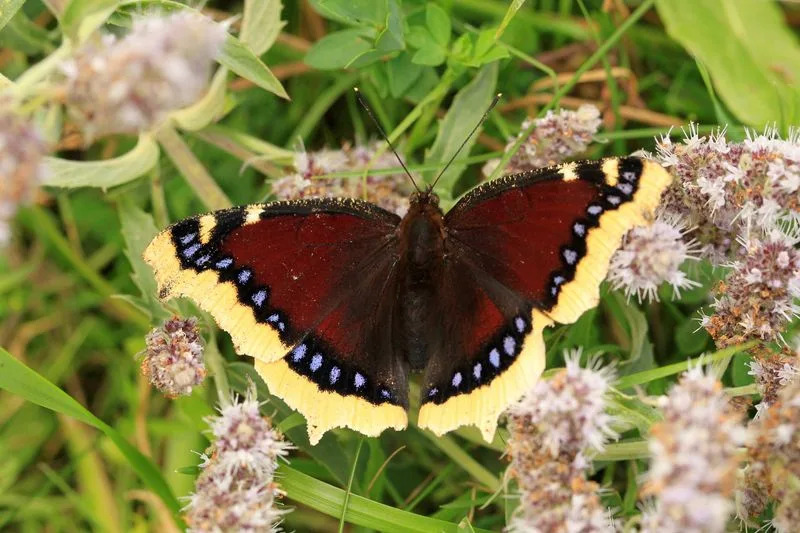 Butterfly Wing Patterns Create Motion Illusions That Foil Predators — New Study