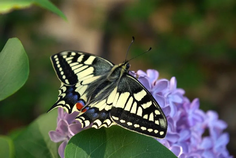 Butterfly Wing Patterns Create Motion Illusions That Foil Predators — New Study