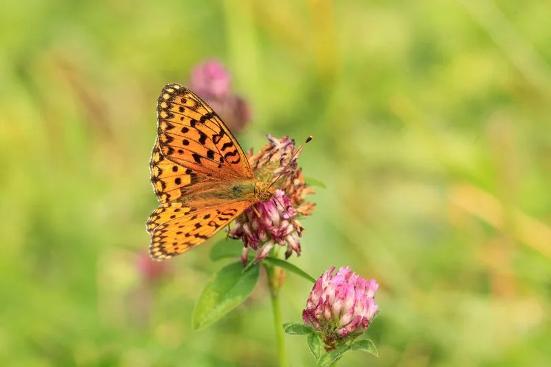 Butterfly Wing Patterns Create Motion Illusions That Foil Predators — New Study