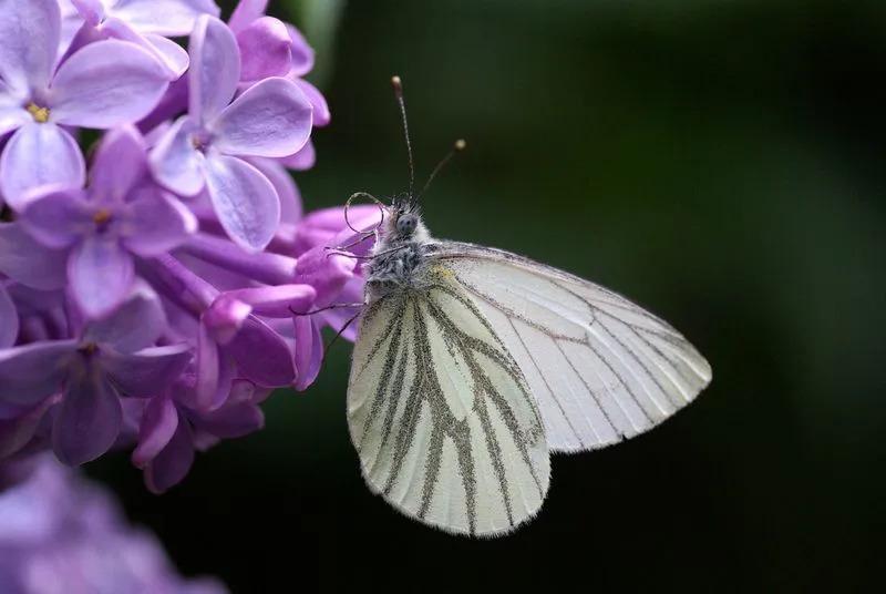 Butterfly Wing Patterns Create Motion Illusions That Foil Predators — New Study