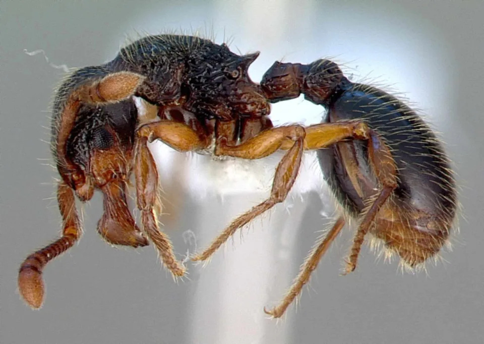 Tiny Woodlouse Ant Rolls Like a Pinball to Escape Predators