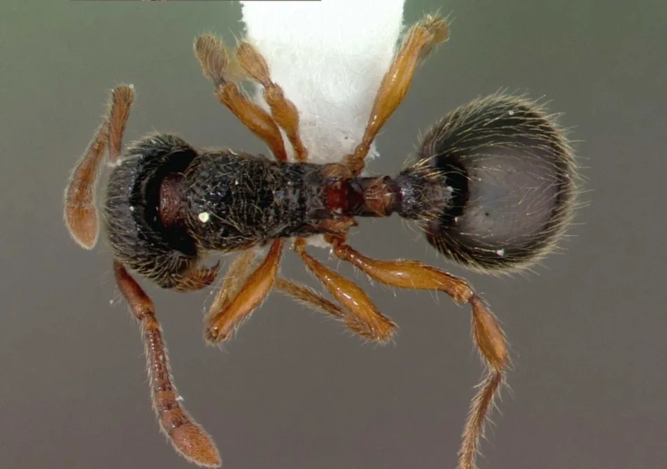 Tiny Woodlouse Ant Rolls Like a Pinball to Escape Predators