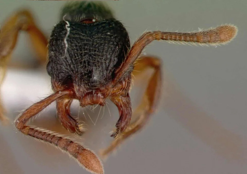 Tiny Woodlouse Ant Rolls Like a Pinball to Escape Predators
