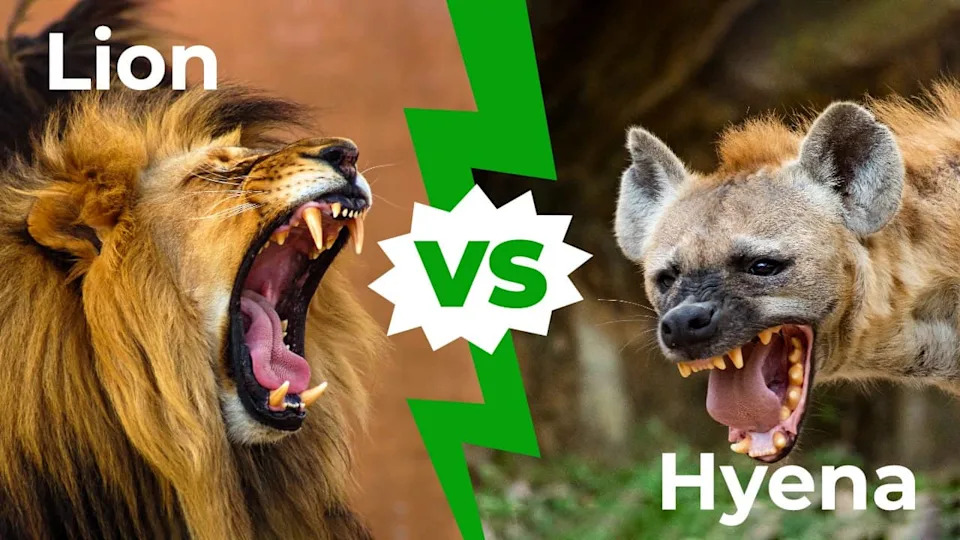 The Lion King Got It Backward: Six Years of GPS Data Suggest Lions, Not Hyenas, Drive the Rivalry
