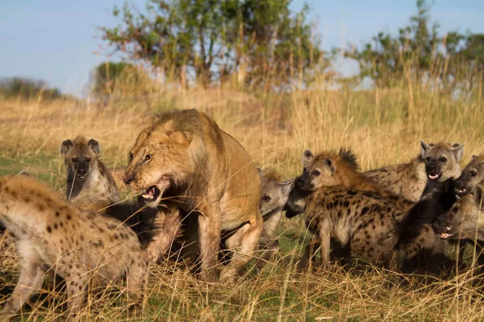 The Lion King Got It Backward: Six Years of GPS Data Suggest Lions, Not Hyenas, Drive the Rivalry