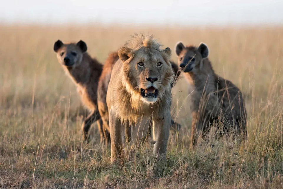 The Lion King Got It Backward: Six Years of GPS Data Suggest Lions, Not Hyenas, Drive the Rivalry