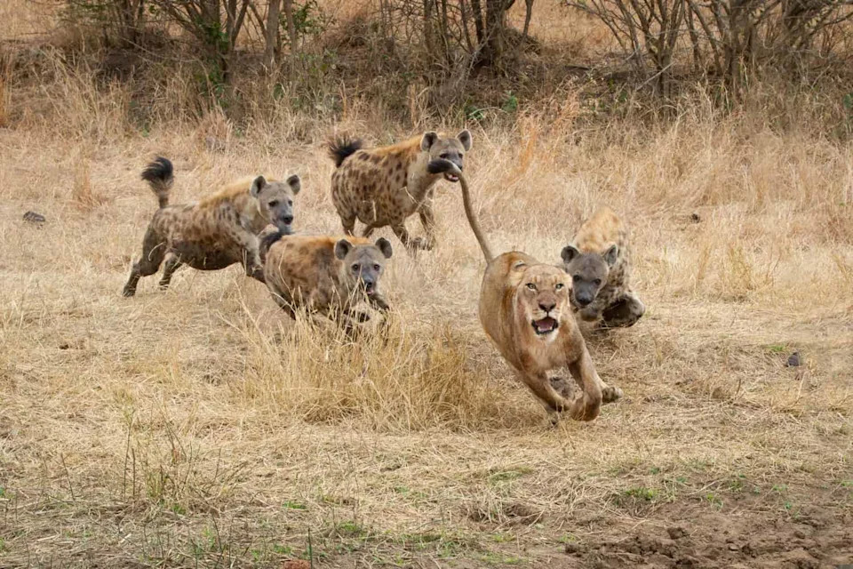 The Lion King Got It Backward: Six Years of GPS Data Suggest Lions, Not Hyenas, Drive the Rivalry