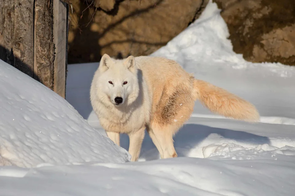 On Alaska’s Coast, Wolves Have Started Hunting Sea Otters — And It Could Reshape Coastal Ecosystems