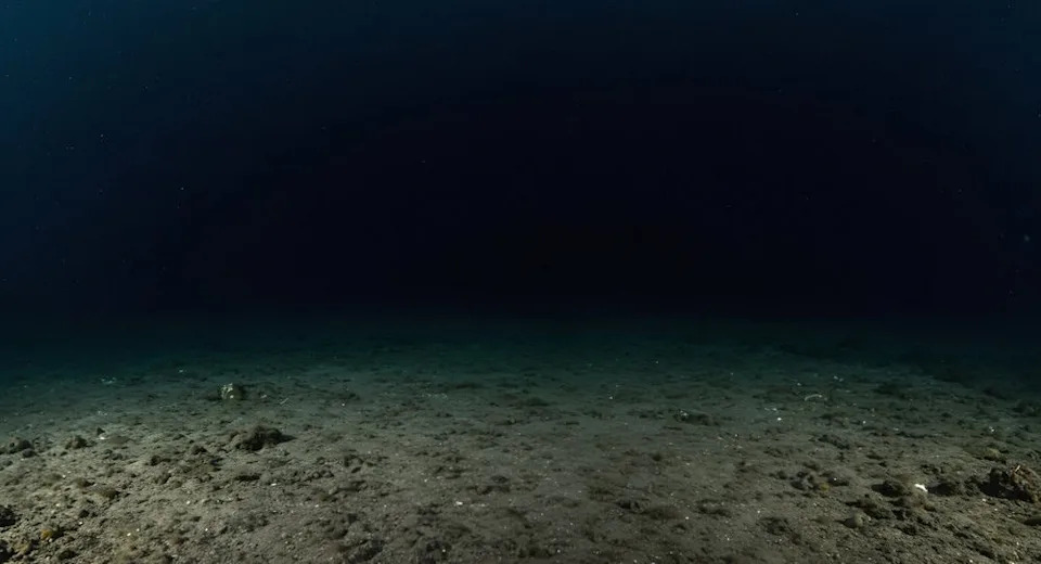 Scientists Document 1,121 Previously Unknown Ocean Species in One Year as Ocean Census Accelerates Discovery