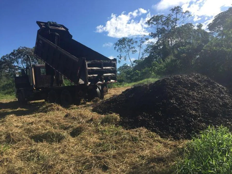 Coffee Waste Sprouts A Forest In Two Years — How Coffee Pulp Helped Restore Degraded Land
