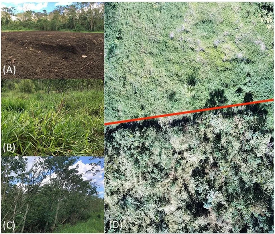 Coffee Waste Sprouts A Forest In Two Years — How Coffee Pulp Helped Restore Degraded Land
