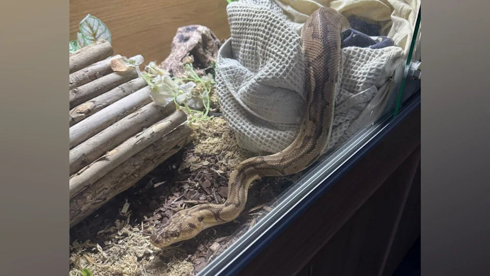 Miracle Recovery: Pet Python Found Alive Nearly Three Weeks After Escape in Peterborough