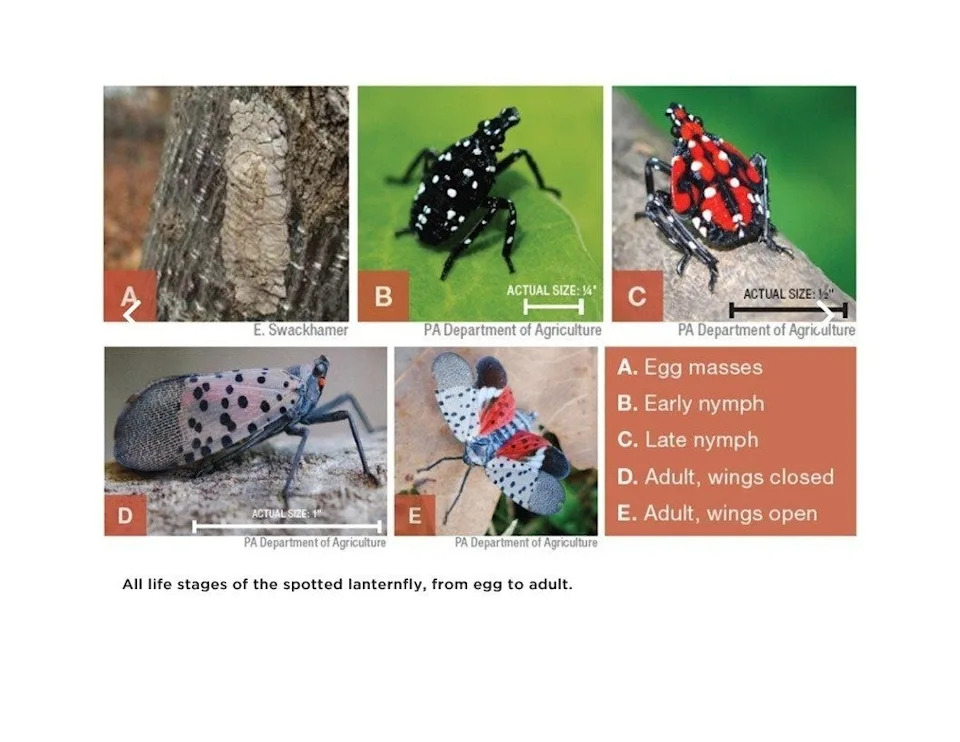 Spotted Lanternflies Are Breeding Across Ohio — How To Find And Destroy Egg Masses
