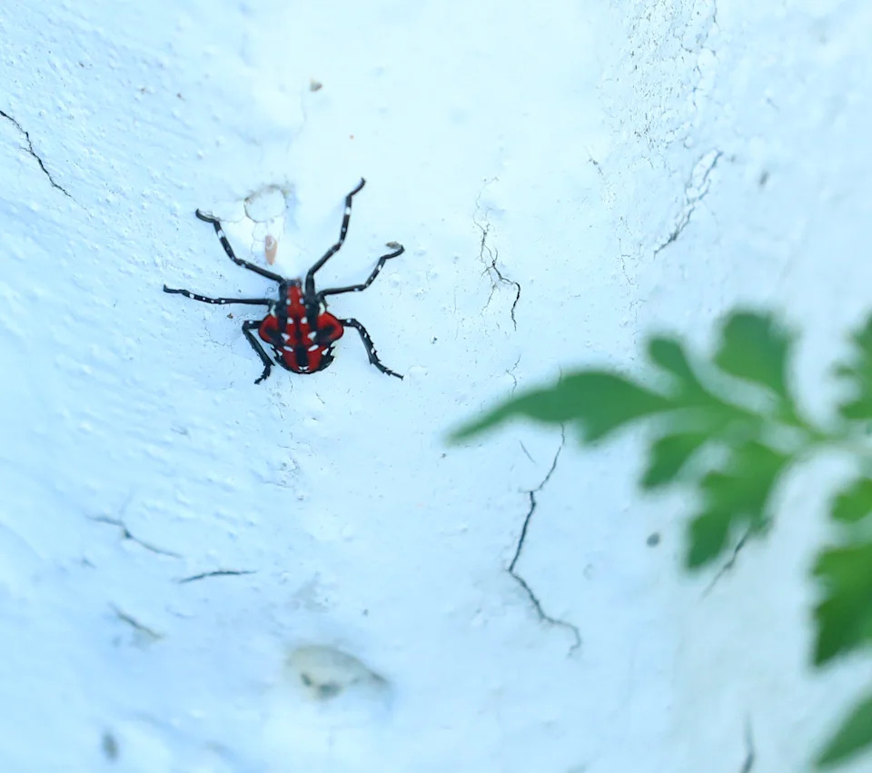 Spotted Lanternflies Are Breeding Across Ohio — How To Find And Destroy Egg Masses