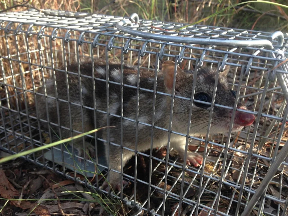 Northern Quoll on the Brink: Once-Common Marsupial Nears Australia-Wide Extinction, Scientists Warn