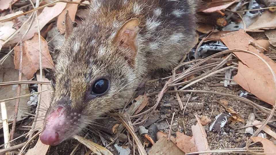 Northern Quoll on the Brink: Once-Common Marsupial Nears Australia-Wide Extinction, Scientists Warn