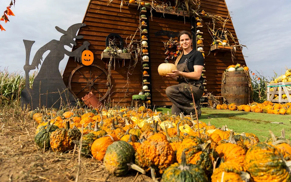 Pumpkin Patches Under Threat: Heatwaves Could Slash Hallowe'en Supply