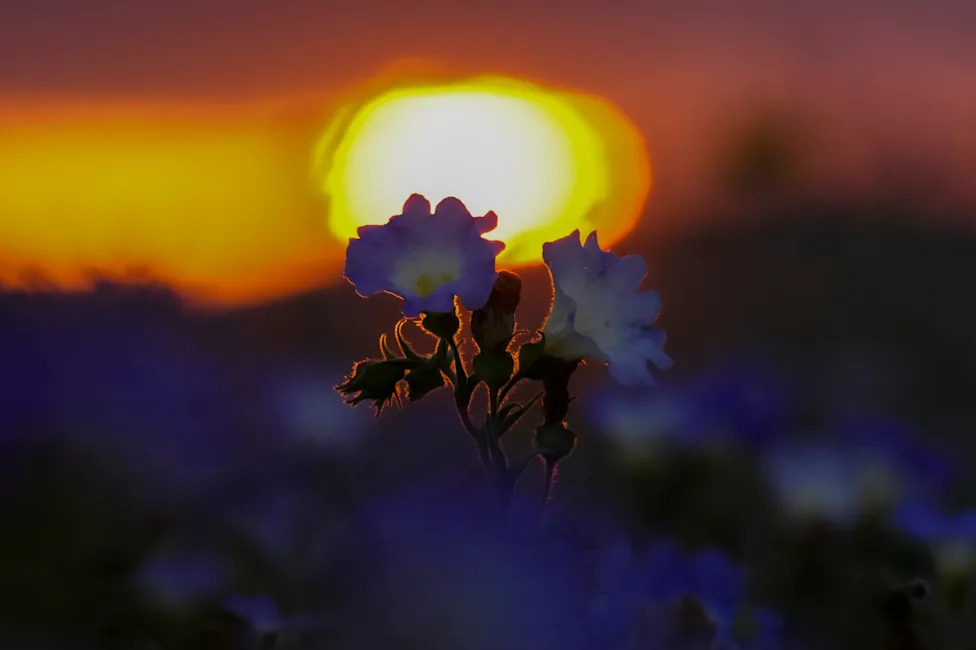 Atacama Desert Bursts Into Bloom: 17,000 Sq Km Carpeted After 'Super El Niño' Rains