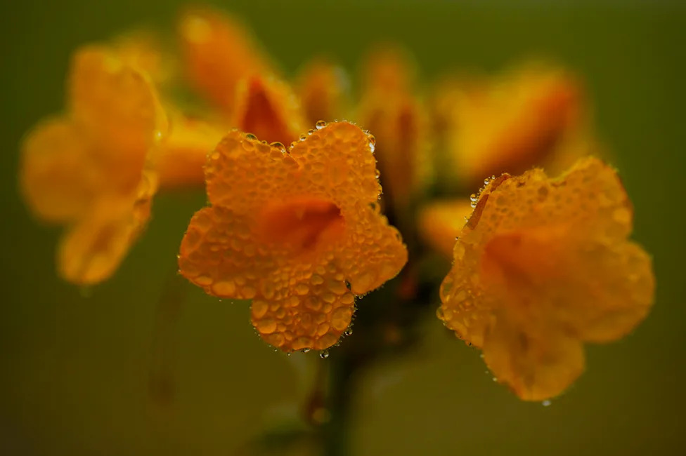 Atacama Desert Bursts Into Bloom: 17,000 Sq Km Carpeted After 'Super El Niño' Rains