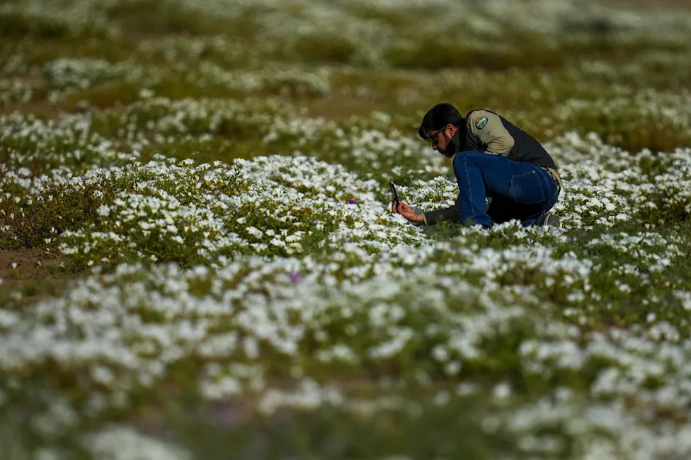 Atacama Desert Bursts Into Bloom: 17,000 Sq Km Carpeted After 'Super El Niño' Rains