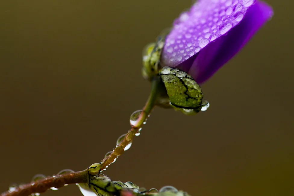 Atacama Desert Bursts Into Bloom: 17,000 Sq Km Carpeted After 'Super El Niño' Rains