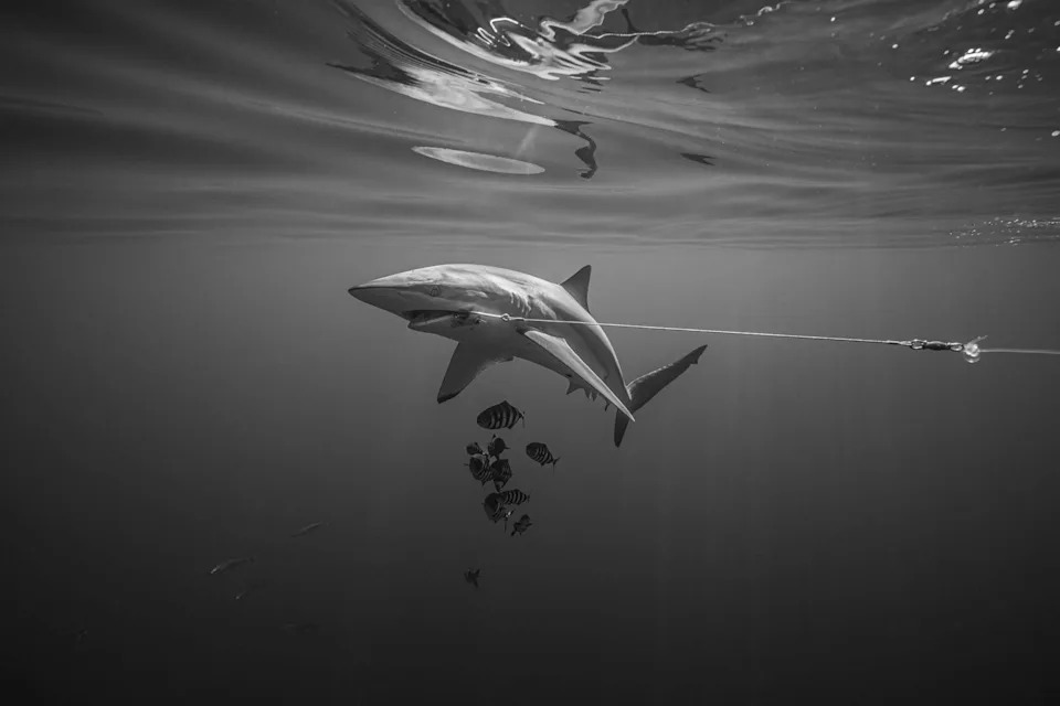Black-and-White Images of Shark Snared on Illegal Longline Spotlight Conservation Crisis in Baja California