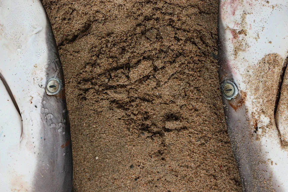 Black-and-White Images of Shark Snared on Illegal Longline Spotlight Conservation Crisis in Baja California