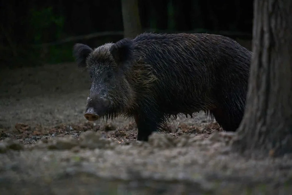 More Than 6 Million Feral Hogs in 35+ States — Threat Of African Swine Fever Raises Alarm