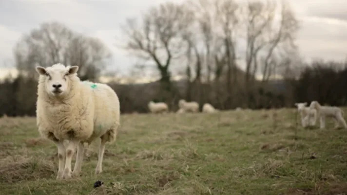 Scotland Expands Bluetongue Restriction Zone Nationwide to Streamline Livestock Trade